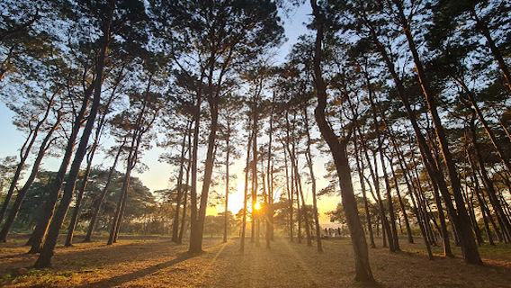 Pine Hill, EaTam Ward