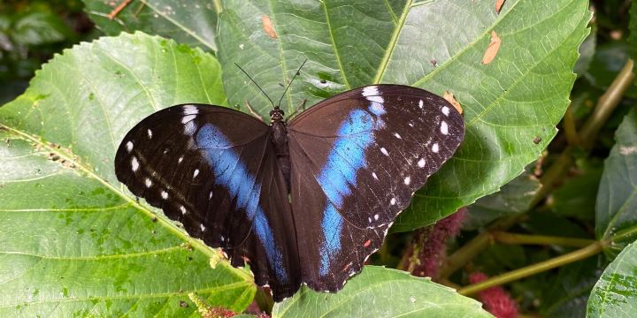 Butterfly House Haga Ocean