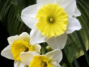 Foellinger-Freimann Botanical Conservatory