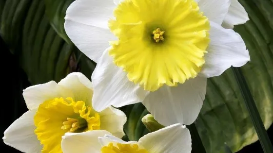 Foellinger-Freimann Botanical Conservatory