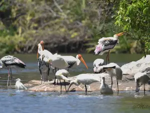 Ranganathittu Bird Sanctuary