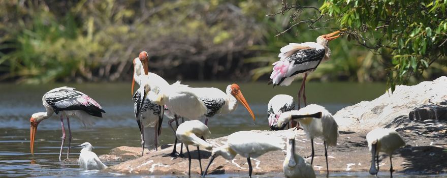 Ranganathittu Bird Sanctuary