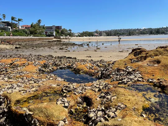 2_玫瑰灣至尼爾森公園漫步