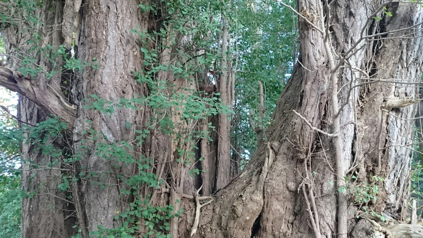 3_The Oldest Ginkgo