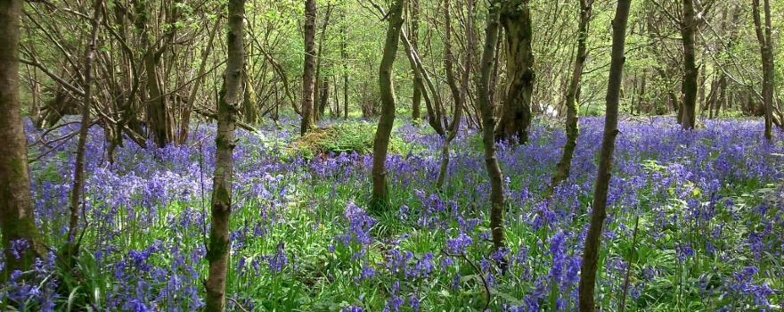 Savernake