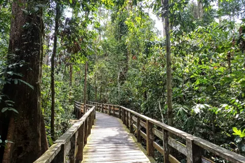 Sepilok Orangutan Rehabilitation Centre