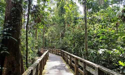 Sepilok Orangutan Rehabilitation Centre