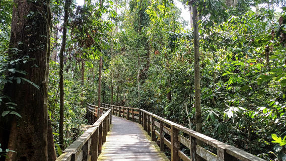 Sepilok Orangutan Rehabilitation Centre