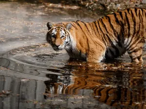 코펜하겐 동물원