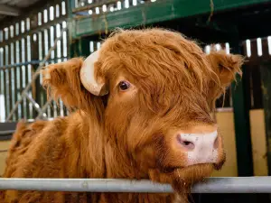South of England Rare Breeds Centre