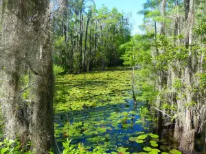 Grand Bay Wildlife Management Area