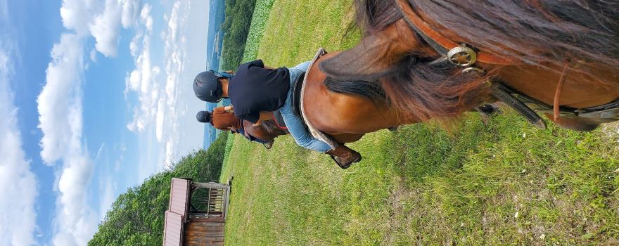 Overland Morgan Horse Farm