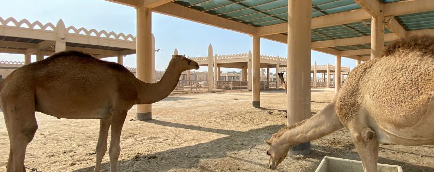 Royal Camel Farm