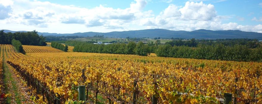 Tamar Ridge Cellar Door