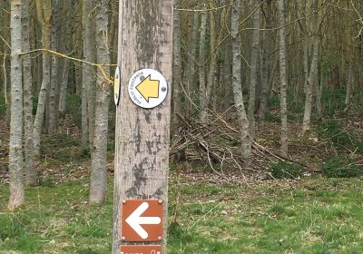 Nightingale Wood