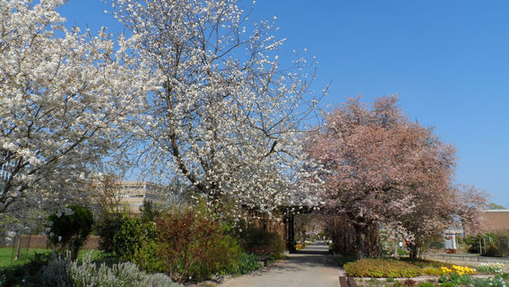 Johannes Gutenberg University Mainz Botanical Garden