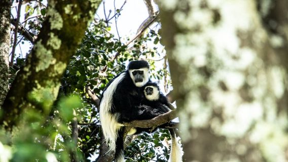 Mount Kenya Wildlife Conservancy