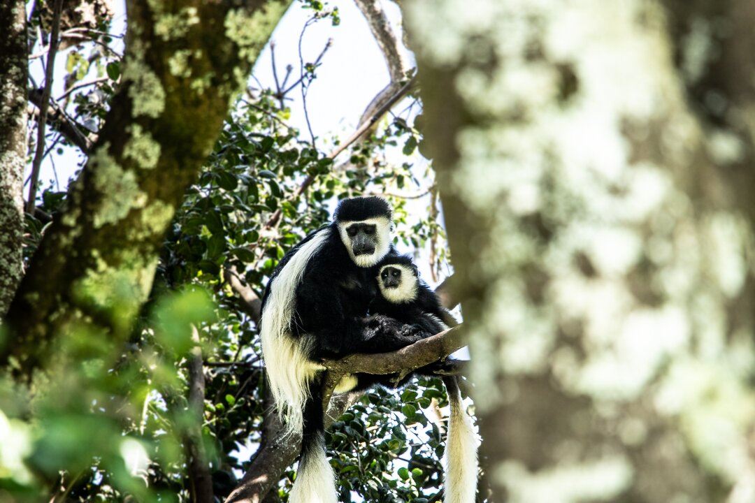 Mount Kenya Wildlife Conservancy