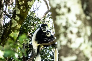 Mount Kenya Wildlife Conservancy