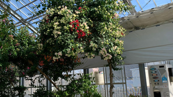 Bougain House Ureshino