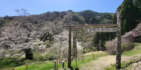 Cherry Blossom of Komatsunagi