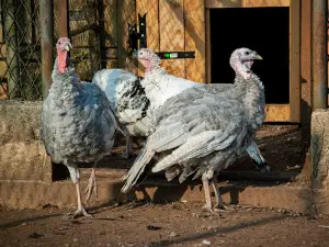Polli Zoo