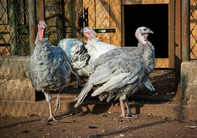 Polli Zoo