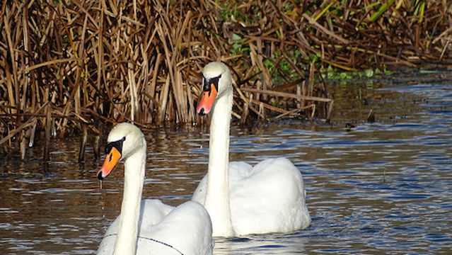 Amsterdamse Waterleidingduinen - Joppeweg