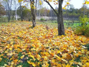 Shosha River