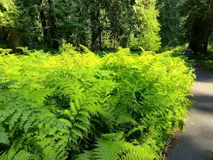 Giant Cedar Grove Trailhead