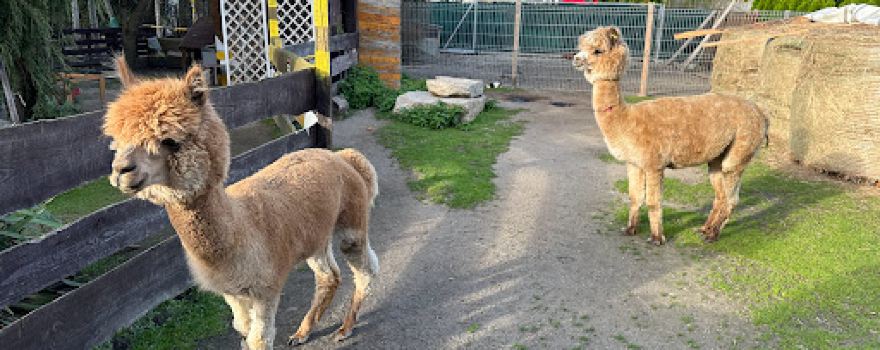 Mini zoo Piotrówek koło Legnicy