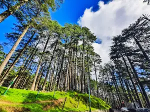 Patnitop Picnic Spot - Hill Station