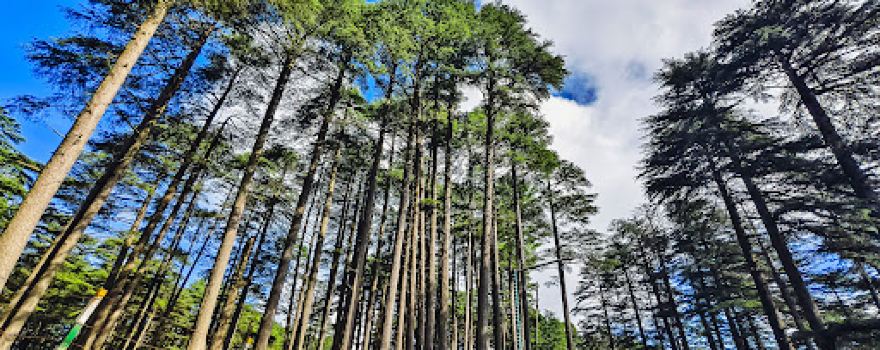 Patnitop Picnic Spot - Hill Station