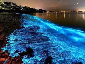 Bahía Bioluminiscente