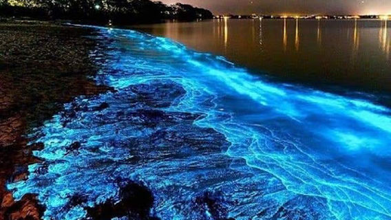 Bahía Bioluminiscente