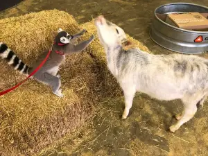 PAWsitively Wild Animal Encounters