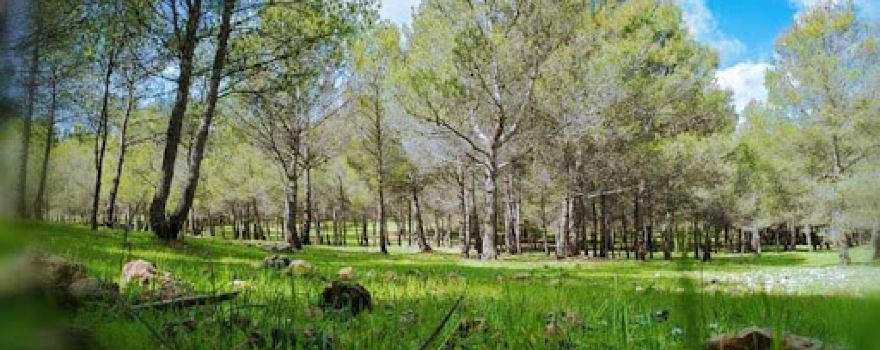Timazlatou forest