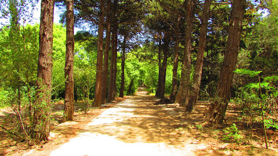 Central Botanical Garden