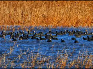 Observatorio de aves de la laguna de Pitillas