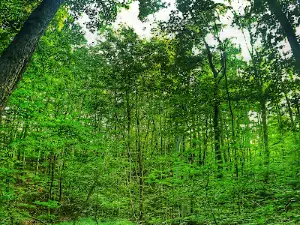 Cadillac Woods Campground