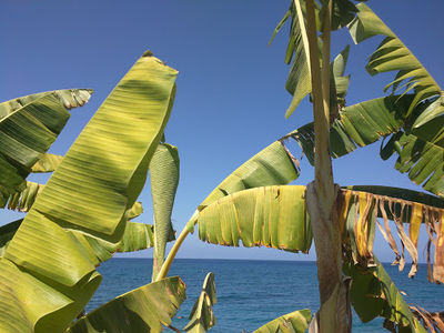 YIANNAKIS BEACH
