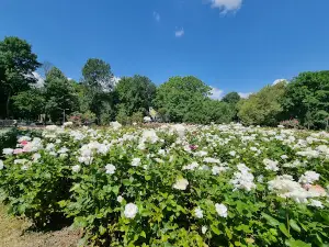 Rose Garden