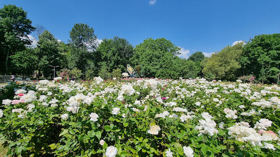 Rose Garden