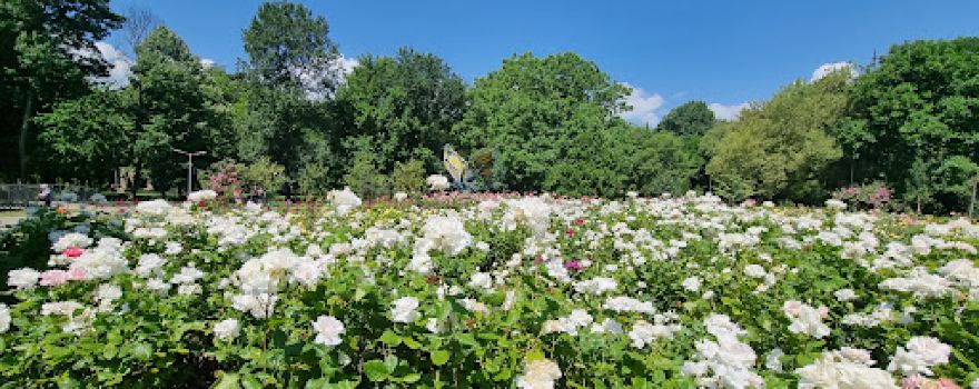 Rose Garden