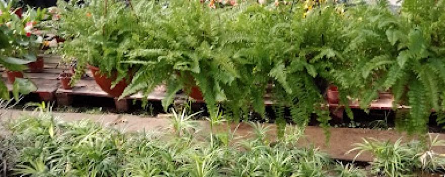 Vivero Las Palmeras