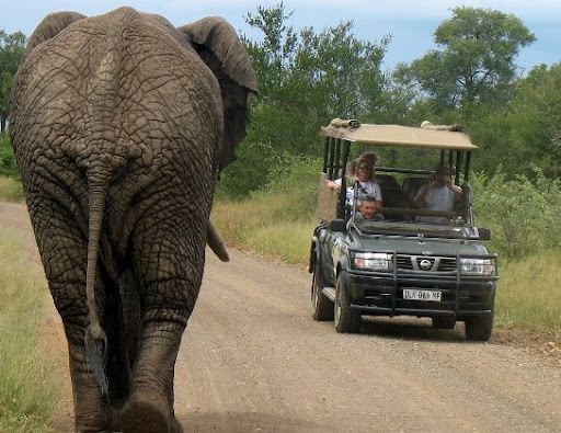 Kruger Park Sunrise or Sunset safaris+ Fullday (Gamedrives KNP)