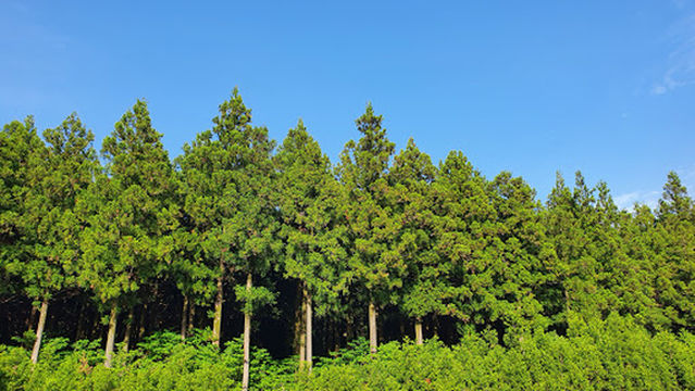 Saryeoni Forest Path Red Ascension Entrance
