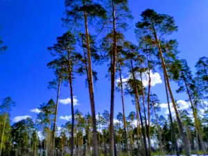 Mau Gorodskogo Okruga Gorod Vyksa "Park Kul'tury I Otdykha"