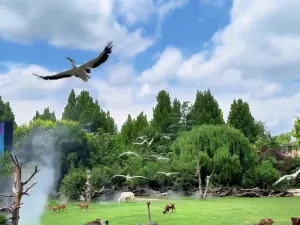 Enjoy Animal Kingdom