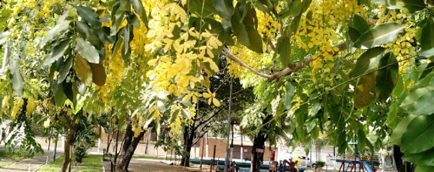 Martins Dourado Square
